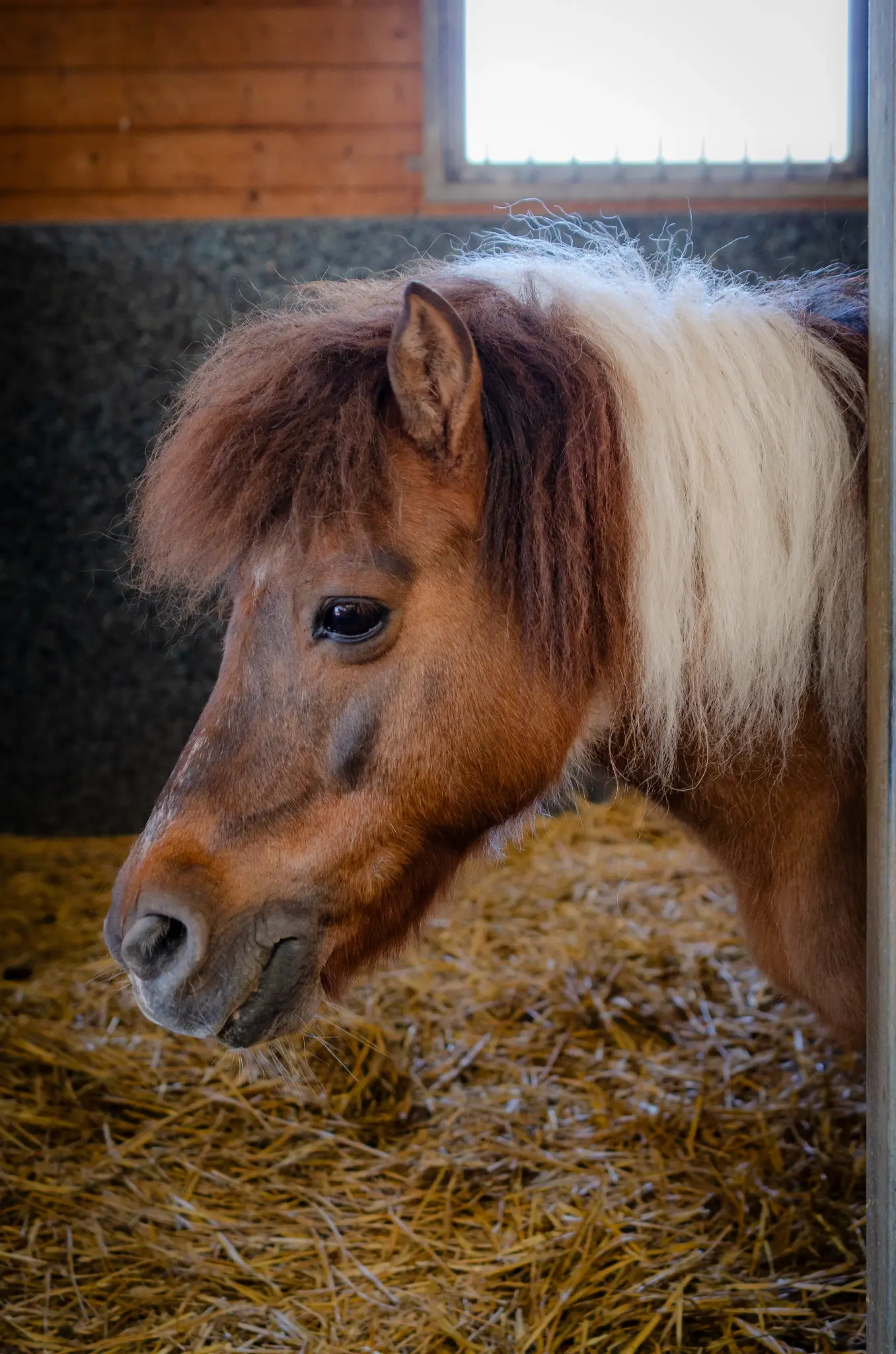 Pony Club Aktivität 4