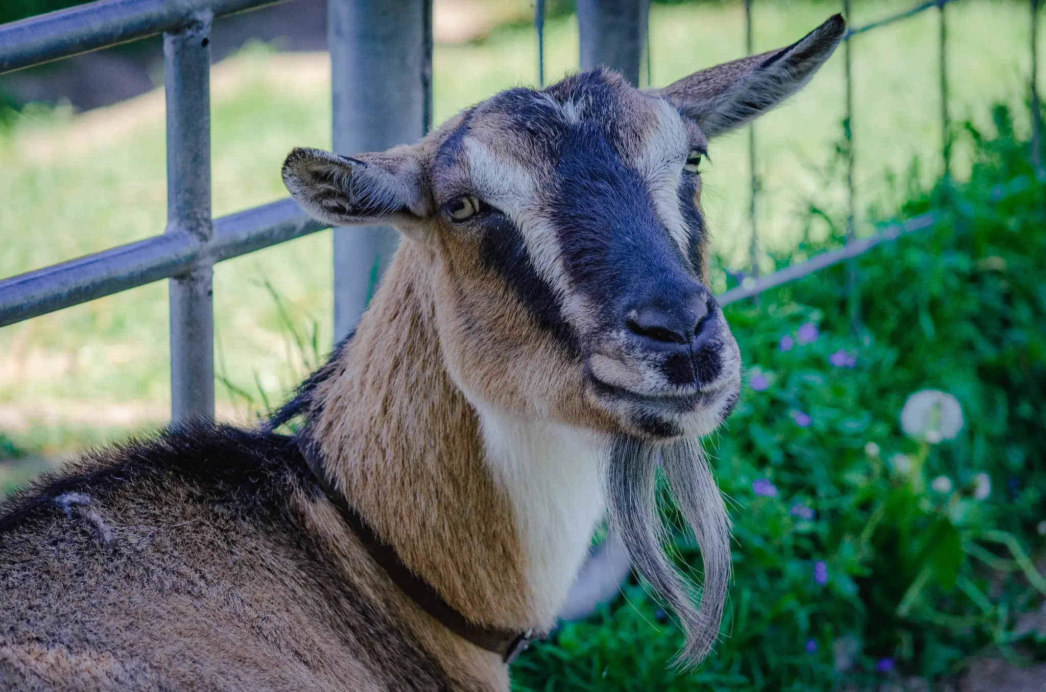 Pony Club Aktivität 7