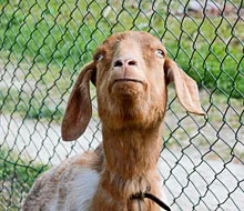 Pony Club Aktivität 10